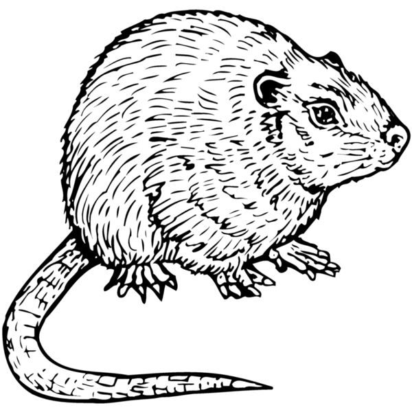 MOUSE002 Thumbnail